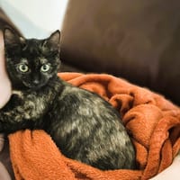 NAYA, chatte à adopter