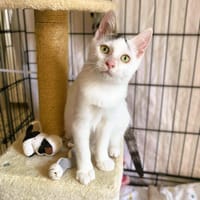 AYLA, chatte à adopter