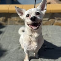 ZURI (Lara), chien à adopter