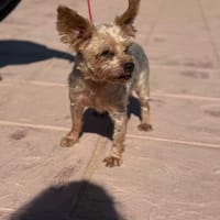 YEIKO (Lara), chien à adopter