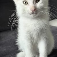 aluna, chatte à adopter