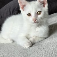 aikido, chat à adopter