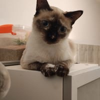 Amélia, chatte à adopter