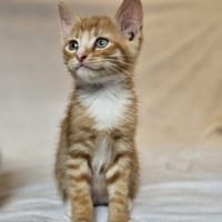 hisoka, chat à adopter