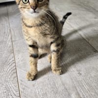 asticot, chat à adopter