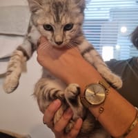 neila, chatte à adopter