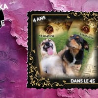 Mabrouka & Fanine, chienne à adopter