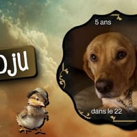 Dadju, chien à adopter