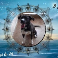 Paga, chien à adopter