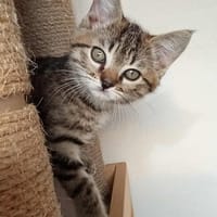 ALEP  A RESERVER, chat à adopter