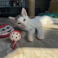 Korey, cat to adopt
