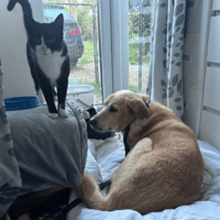 Rupert, dog to adopt