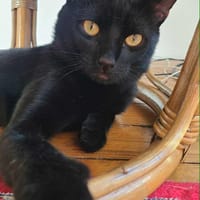 Athos, chat à adopter