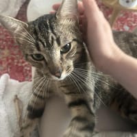 Aramis, chat à adopter