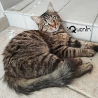 QUENTIN, chat à adopter