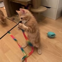 Rufa, chatte à adopter