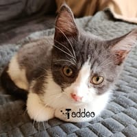TADDEO, chat à adopter
