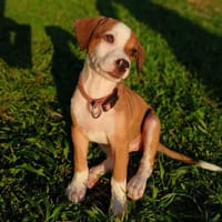 Socks, femelle croisée berger, née le 20/06/2025🐶, chienne à adopter