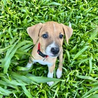 Osaka, femelle croisée berger , née le 20/06/2025🐶, chienne à adopter