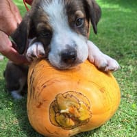 Anis, femelle croisée berger , née le 01/07/2025 🐶, chienne à adopter