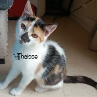 THAÏSSE, chatte à adopter