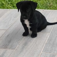 Ayal, mâle croisé berger, né le 01/07/2025 🐶, chien à adopter