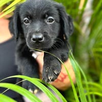 Alia, femelle croisée berger, née le 01/07/2025 🐶, chienne à adopter