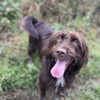 Maria, chienne à adopter