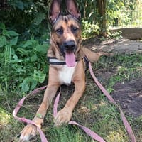 Bo, chien à adopter