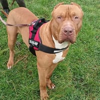 Tyson, chien à adopter