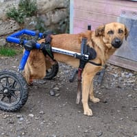 scooby, chien à adopter