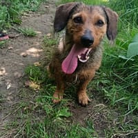 Mowgli, chien à adopter