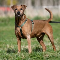 Iako, chien à adopter