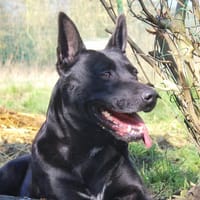 dallas, chien à adopter