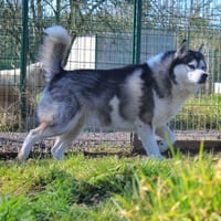 Miko, chien à adopter
