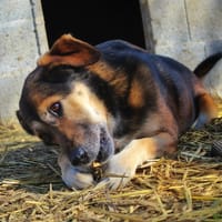 Zoé, chienne à adopter