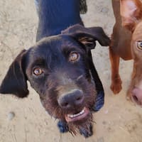 Derya, chienne à adopter
