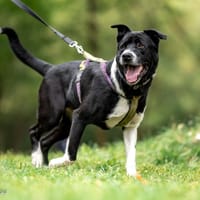 Henio, pies do adopcji