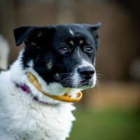 Karolek, pies do adopcji