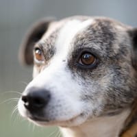 Makina, suczka do adopcji