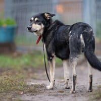 Kuroszi, pies do adopcji