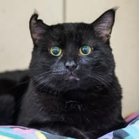 Ginkgo, kot do adopcji