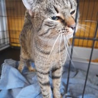 Largus, kot do adopcji