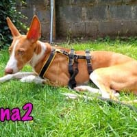 Jana2 - bezaubernde Ibicenco Welpin!, Hündin zur Adoption