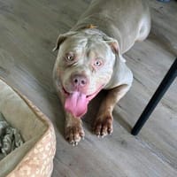 Vermittlungshilfe für Ayze, Hund zur Adoption