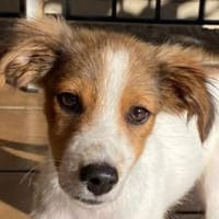 PICCOLO-wunderschöner Jung-Rüde,30 cm(w), Hund zur Adoption