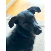 Casper  wartet in 91489 Wilhelmsdorf, Hund zur Adoption