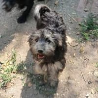 Meny sucht ein neues Zuhause, Hündin zur Adoption