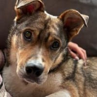 Verliebst du dich in Chicco?, Hund zur Adoption