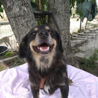 TASHI 🐾❤ 35-38cm, ruhig, liebenswert, Hund zur Adoption